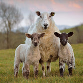 Environmental products